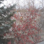 red-leaves-1